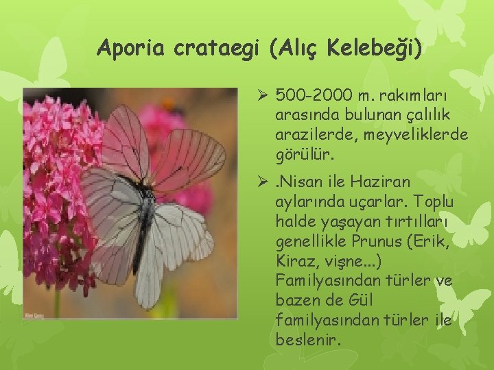 Aporia crataegi (Alıç Kelebeği) Ø 500 -2000 m. rakımları arasında bulunan çalılık arazilerde, meyveliklerde