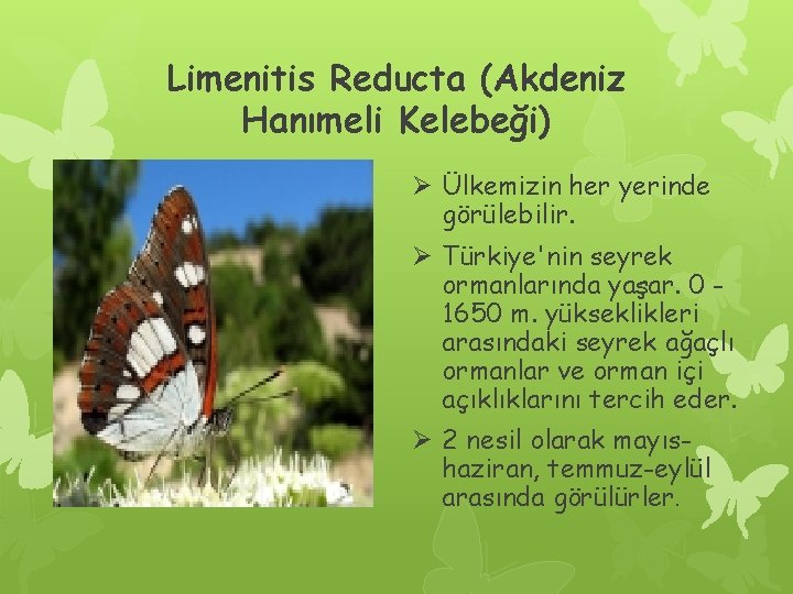 Limenitis Reducta (Akdeniz Hanımeli Kelebeği) Ø Ülkemizin her yerinde görülebilir. Ø Türkiye'nin seyrek ormanlarında
