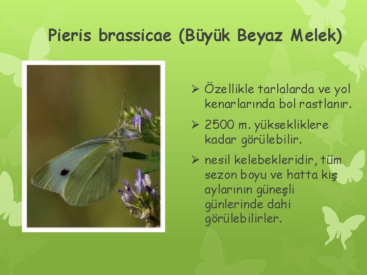 Pieris brassicae (Büyük Beyaz Melek) Ø Özellikle tarlalarda ve yol kenarlarında bol rastlanır. Ø