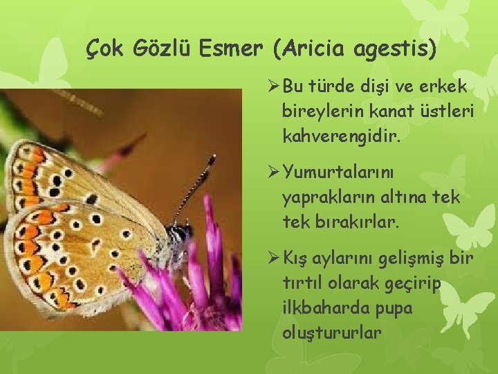 Çok Gözlü Esmer (Aricia agestis) Ø Bu türde dişi ve erkek bireylerin kanat üstleri