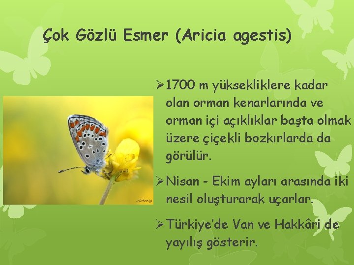 Çok Gözlü Esmer (Aricia agestis) Ø 1700 m yüksekliklere kadar olan orman kenarlarında ve