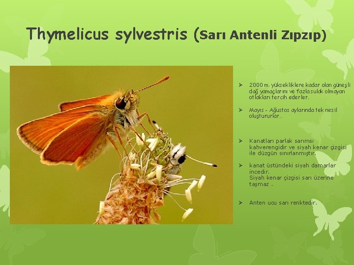 Thymelicus sylvestris (Sarı Antenli Zıpzıp) Ø 2000 m. yüksekliklere kadar olan güneşli dağ yamaçlarını