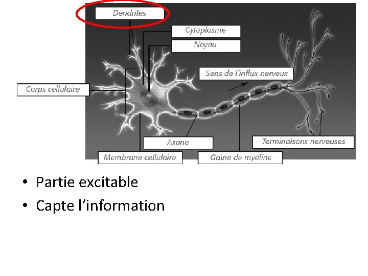 • Partie excitable • Capte l’information 