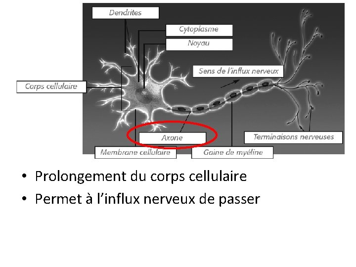  • Prolongement du corps cellulaire • Permet à l’influx nerveux de passer 