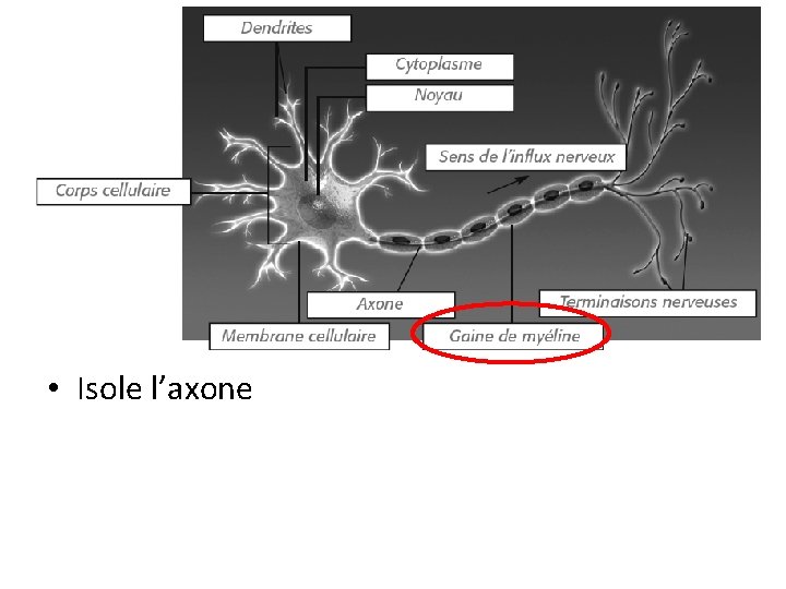  • Isole l’axone 