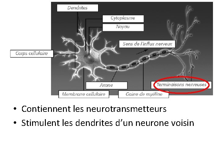  • Contiennent les neurotransmetteurs • Stimulent les dendrites d’un neurone voisin 