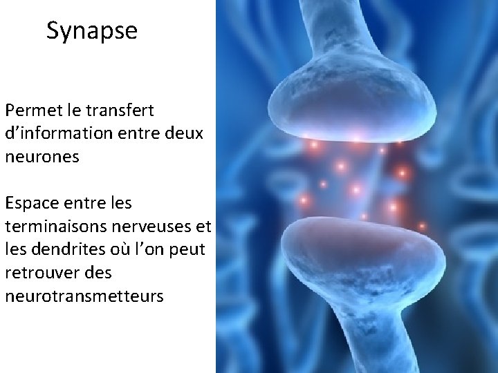 Synapse Permet le transfert d’information entre deux neurones Espace entre les terminaisons nerveuses et