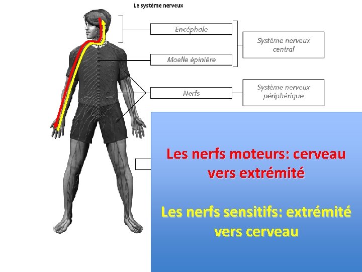 Les nerfs moteurs: cerveau vers extrémité Les nerfs sensitifs: extrémité vers cerveau 