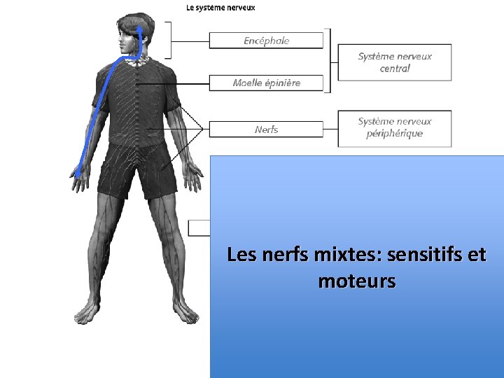 Les nerfs mixtes: sensitifs et moteurs 
