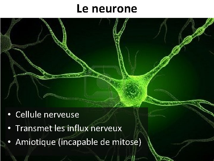 Le neurone • Cellule nerveuse • Transmet les influx nerveux • Amiotique (incapable de