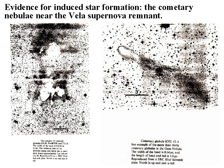 Evidence for induced star formation: the cometary nebulae near the Vela supernova remnant. 