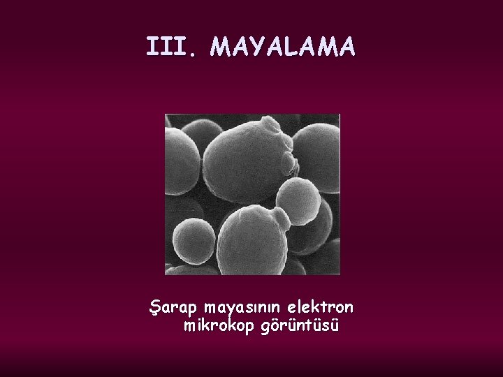 III. MAYALAMA Şarap mayasının elektron mikrokop görüntüsü 