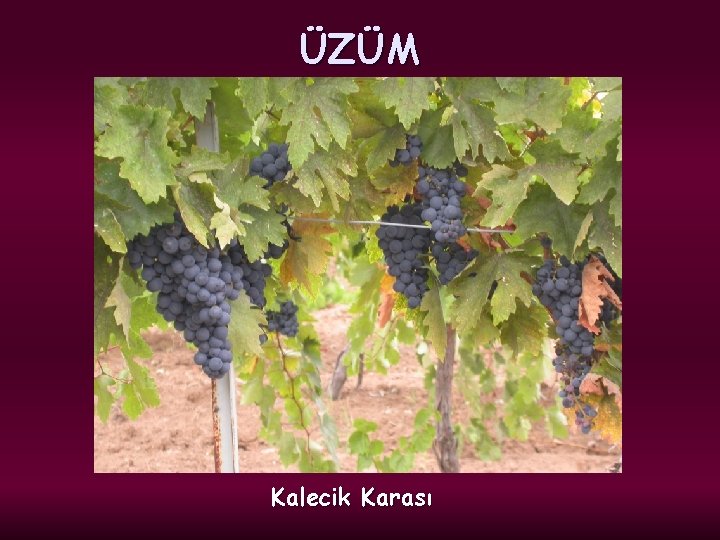 ÜZÜM Kalecik Karası 