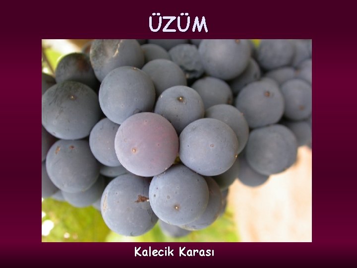 ÜZÜM Kalecik Karası 