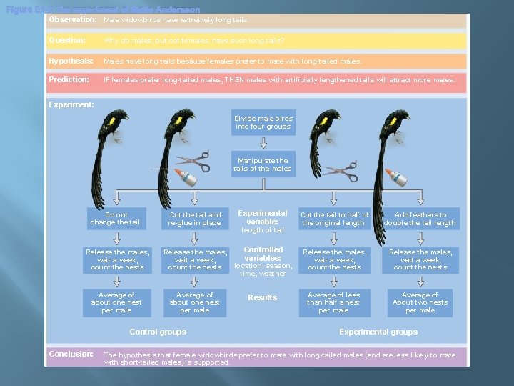 Figure E 1 -2 The experiment of Malte Andersson Observation: Male widowbirds have extremely