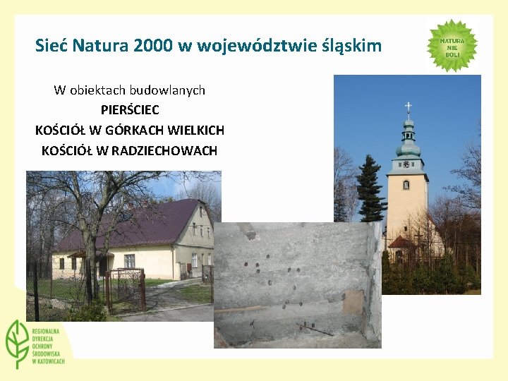 Sieć Natura 2000 w województwie śląskim W obiektach budowlanych PIERŚCIEC KOŚCIÓŁ W GÓRKACH WIELKICH