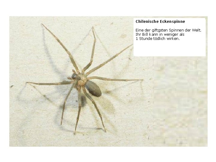 Chilenische Eckenspinne Eine der giftgsten Spinnen der Welt. Ihr Biß kann in weniger als