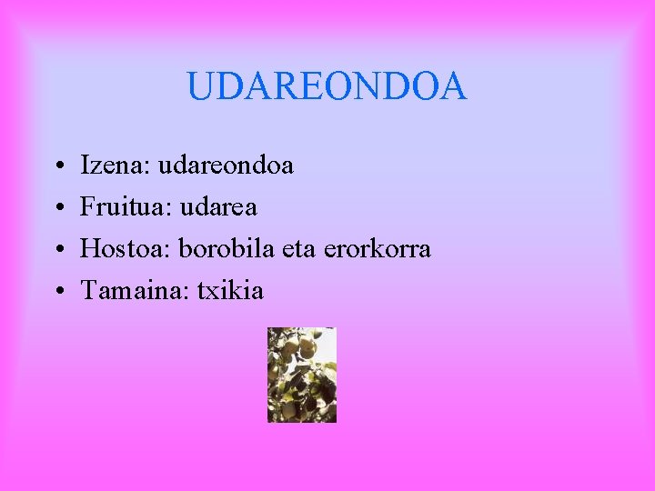 UDAREONDOA • • Izena: udareondoa Fruitua: udarea Hostoa: borobila eta erorkorra Tamaina: txikia 