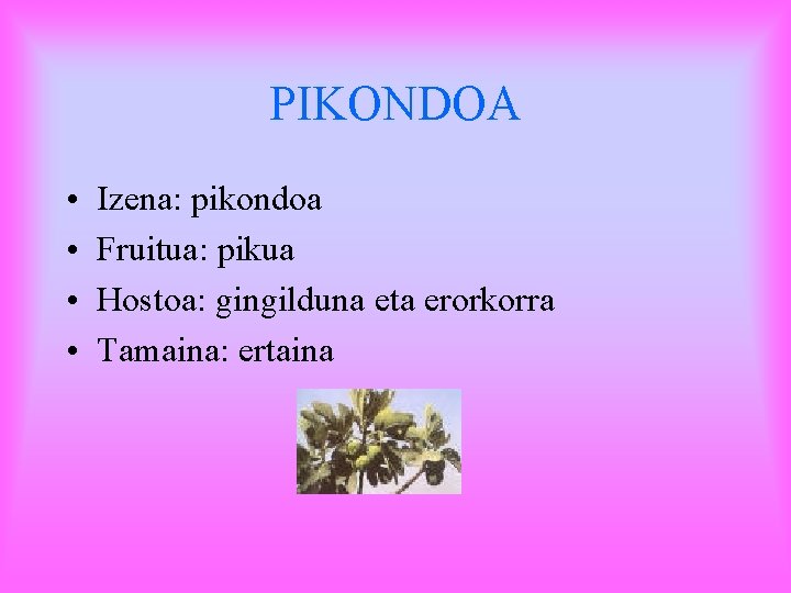 PIKONDOA • • Izena: pikondoa Fruitua: pikua Hostoa: gingilduna eta erorkorra Tamaina: ertaina 