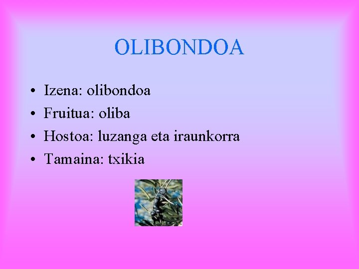 OLIBONDOA • • Izena: olibondoa Fruitua: oliba Hostoa: luzanga eta iraunkorra Tamaina: txikia 