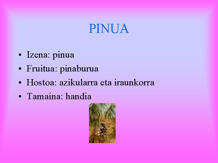 PINUA • • Izena: pinua Fruitua: pinaburua Hostoa: azikularra eta iraunkorra Tamaina: handia 