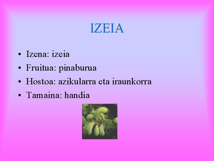 IZEIA • • Izena: izeia Fruitua: pinaburua Hostoa: azikularra eta iraunkorra Tamaina: handia 