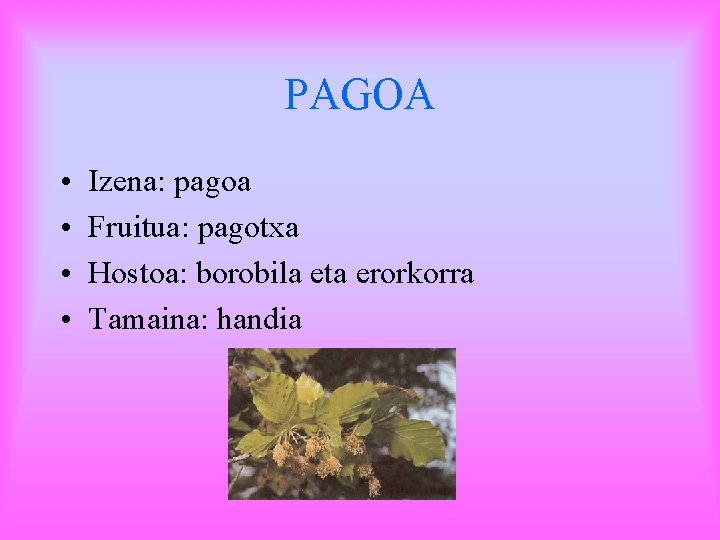 PAGOA • • Izena: pagoa Fruitua: pagotxa Hostoa: borobila eta erorkorra Tamaina: handia 