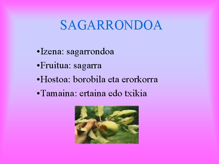 SAGARRONDOA • Izena: sagarrondoa • Fruitua: sagarra • Hostoa: borobila eta erorkorra • Tamaina: