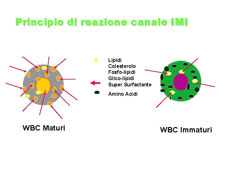Principio di reazione canale IMI • • • Lipidi Colesterolo Fosfo-lipidi Glico-lipidi Super Surfactante