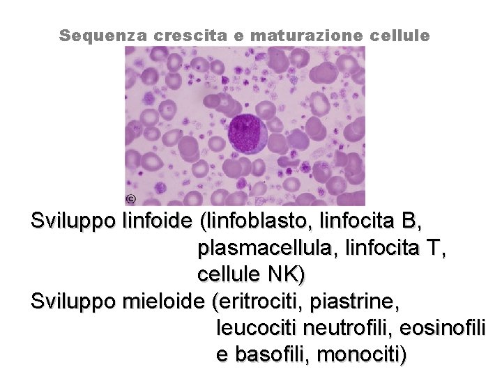 Sequenza crescita e maturazione cellule Sviluppo linfoide (linfoblasto, linfocita B, plasmacellula, linfocita T, cellule