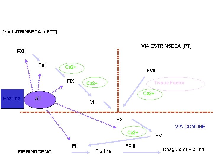 VIA INTRINSECA (a. PTT) VIA ESTRINSECA (PT) FXII FXI Ca 2+ FIX Eparina FVII