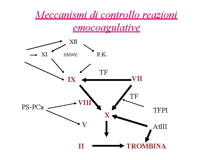 Meccanismi di controllo reazioni emocoagulative XII XI P. K. HMWK TF IX PS-PCa TF