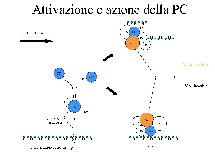 Attivazione e azione della PC Ca 2+ V BLOOD FLOW APC PS VIIIa IXa