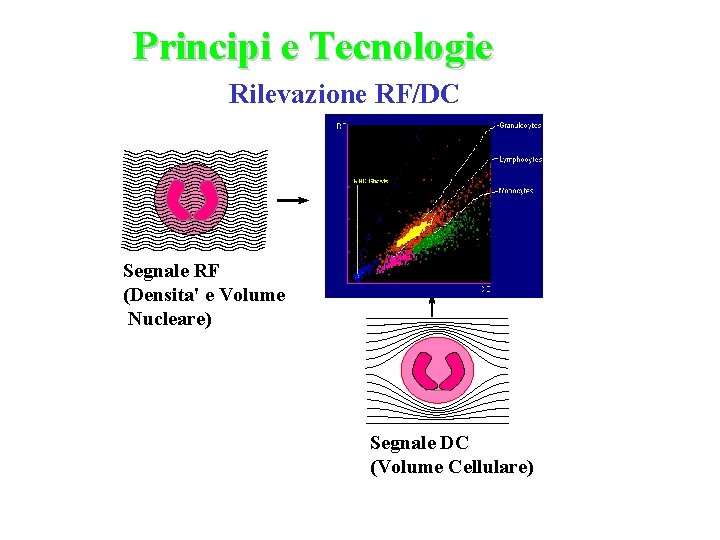 Principi e Tecnologie Rilevazione RF/DC Segnale RF (Densita' e Volume Nucleare) Segnale DC (Volume