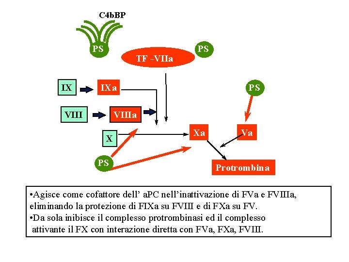 C 4 b. BP PS IX TF -VIIa PS PS IXa VIIIa X PS