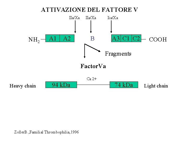 ATTIVAZIONE DEL FATTORE V IIa/Xa NH 2 A 1 A 2 IIa/Xa Iia/Xa B