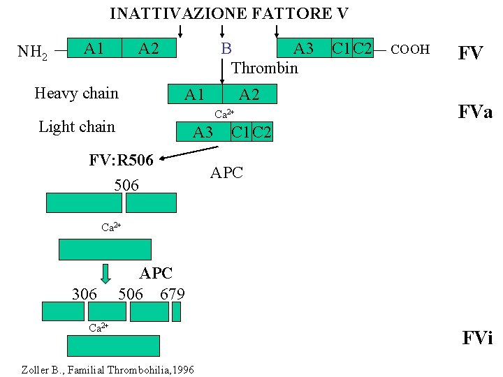 INATTIVAZIONE FATTORE V NH 2 A 1 A 2 Heavy chain B A 3