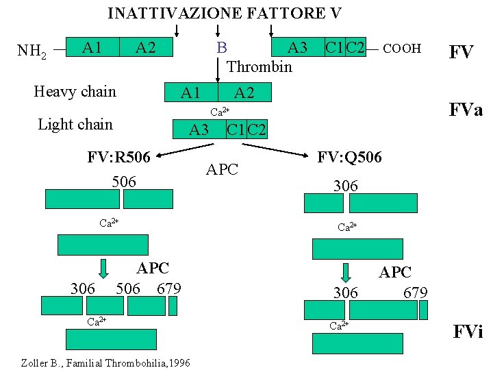 INATTIVAZIONE FATTORE V NH 2 A 1 A 2 Heavy chain B A 3