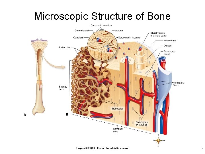 Microscopic Structure of Bone Copyright © 2016 by Elsevier Inc. All rights reserved. 11