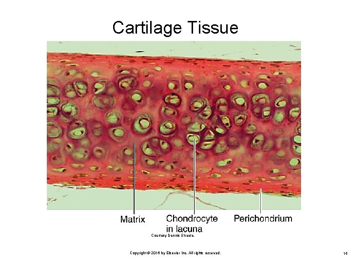 Cartilage Tissue Courtesy Dennis Streete. Copyright © 2016 by Elsevier Inc. All rights reserved.