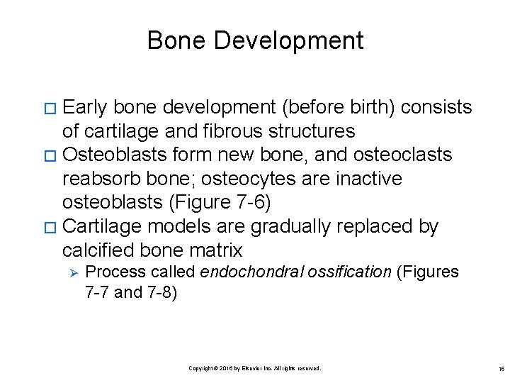 Bone Development Early bone development (before birth) consists of cartilage and fibrous structures �