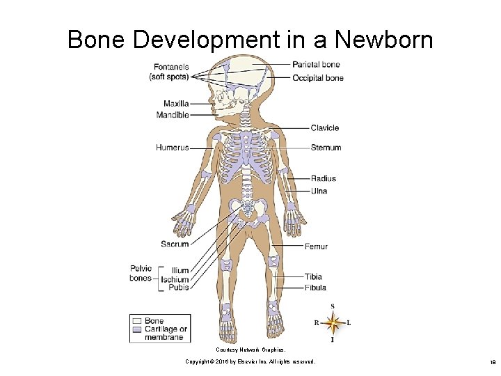 Bone Development in a Newborn Courtesy Network Graphics. Copyright © 2016 by Elsevier Inc.