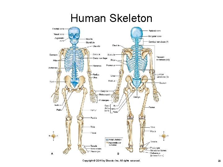 Human Skeleton Copyright © 2016 by Elsevier Inc. All rights reserved. 20 