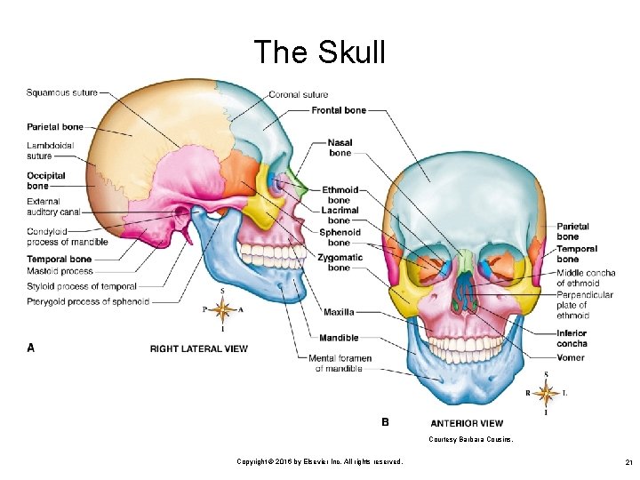 The Skull Courtesy Barbara Cousins. Copyright © 2016 by Elsevier Inc. All rights reserved.