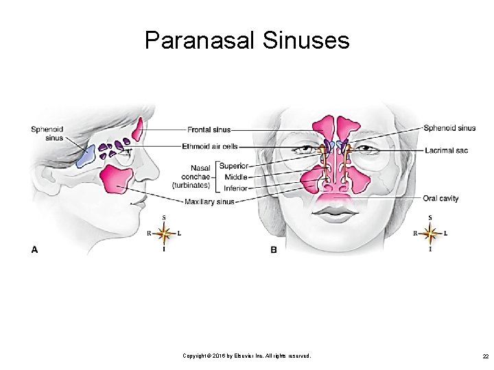 Paranasal Sinuses Copyright © 2016 by Elsevier Inc. All rights reserved. 22 