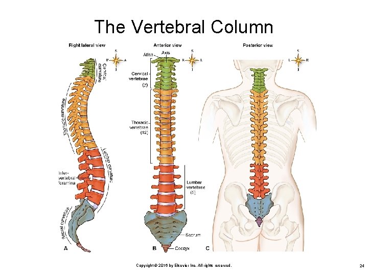 The Vertebral Column Copyright © 2016 by Elsevier Inc. All rights reserved. 24 