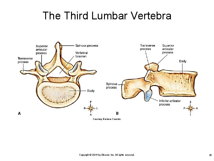 The Third Lumbar Vertebra Courtesy Barbara Cousins. Copyright © 2016 by Elsevier Inc. All