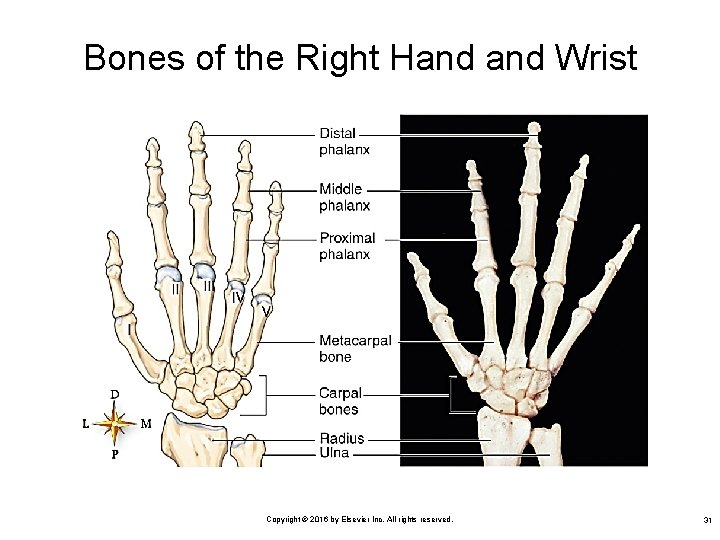 Bones of the Right Hand Wrist Copyright © 2016 by Elsevier Inc. All rights