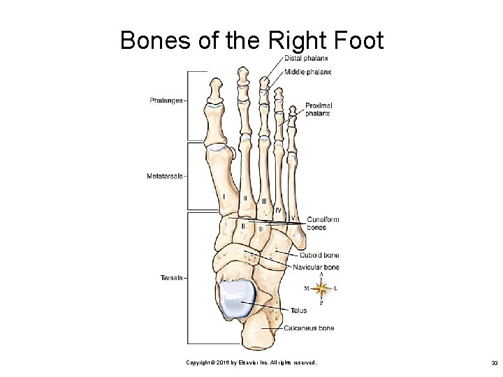 Bones of the Right Foot Copyright © 2016 by Elsevier Inc. All rights reserved.