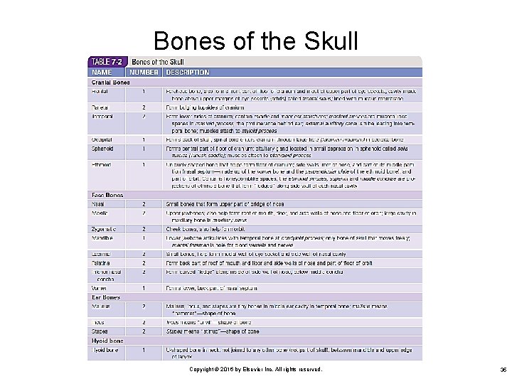 Bones of the Skull Copyright © 2016 by Elsevier Inc. All rights reserved. 35